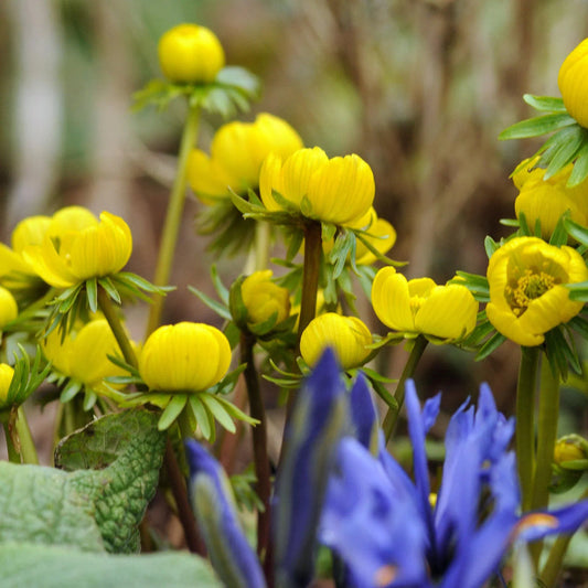 Yellow Aconite flower seeds