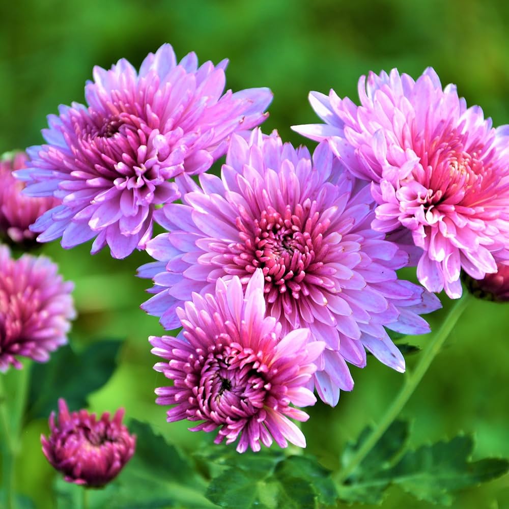 Fresh Chrysanthemum flower seeds