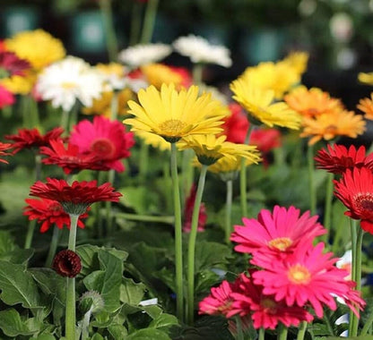 Gerbera flower seeds