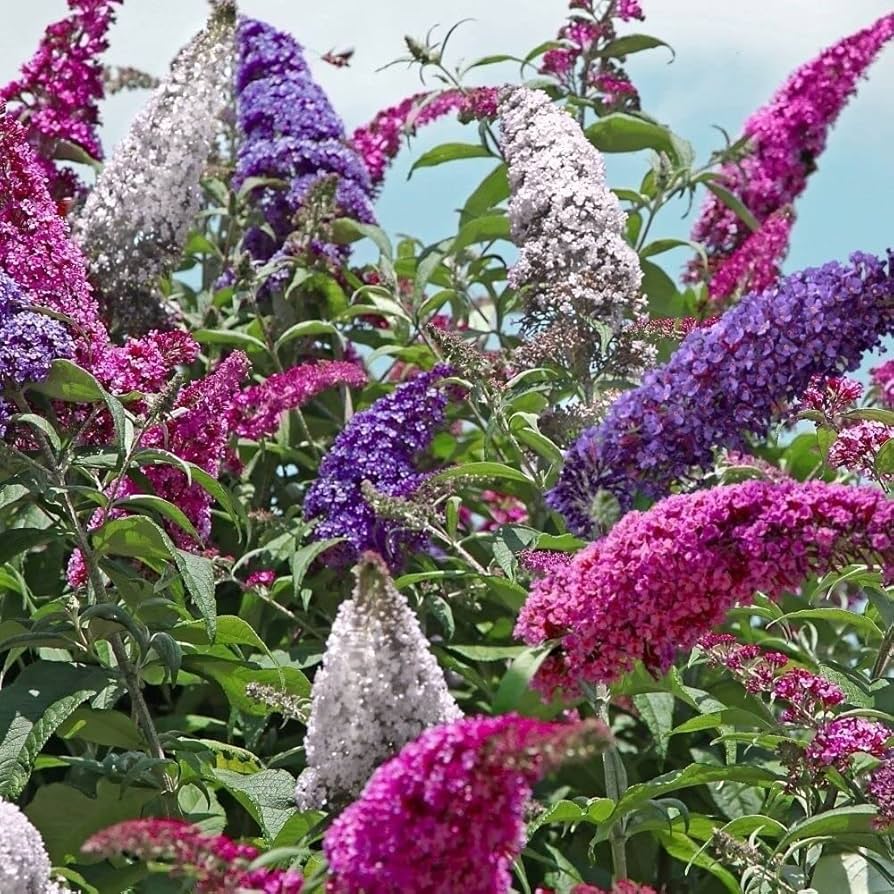 Buddleia Trikolore flower seeds