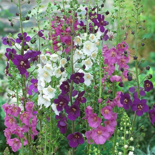 Oxtail Verbascum flower seeds
