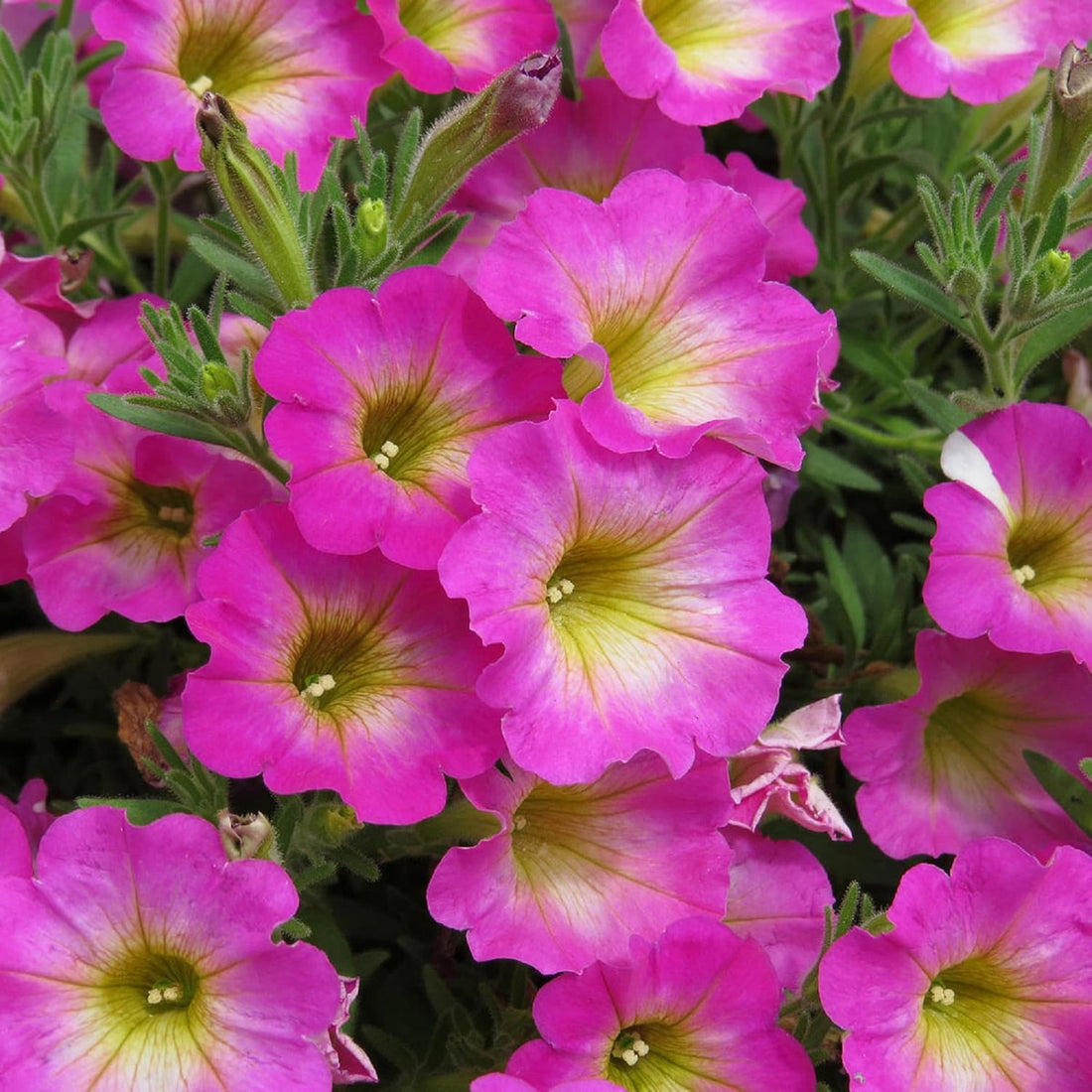Yellow And flower seeds