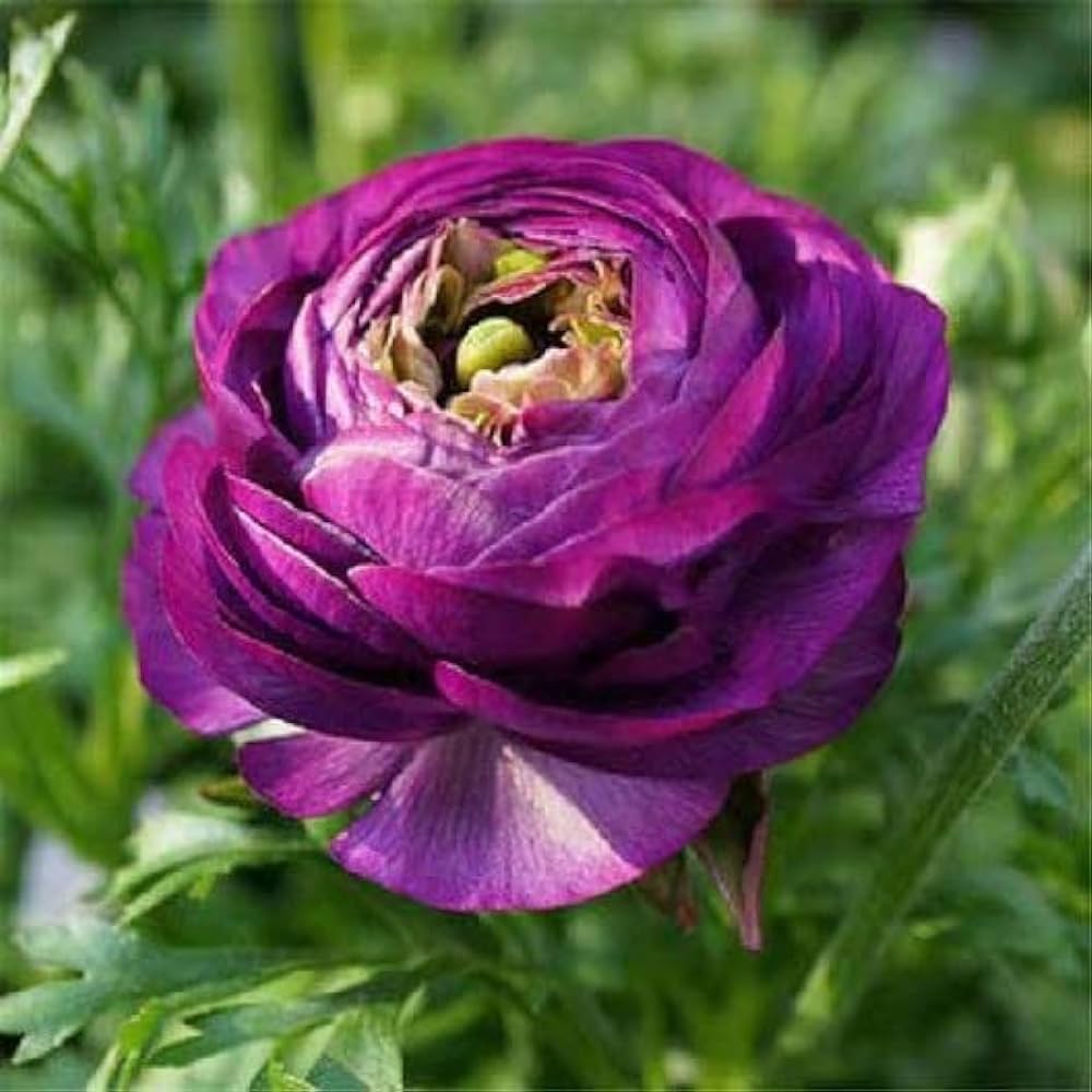 Violet Ranunculus flower seeds