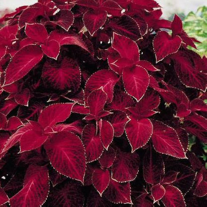 Deep Red flower seeds