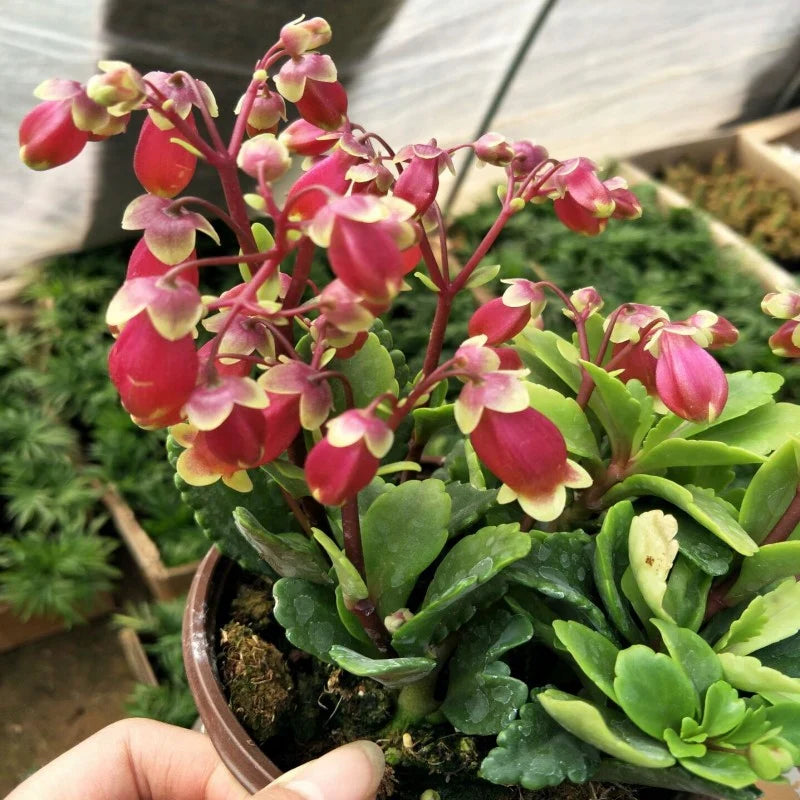 Kalanchoe Wendy flower seeds