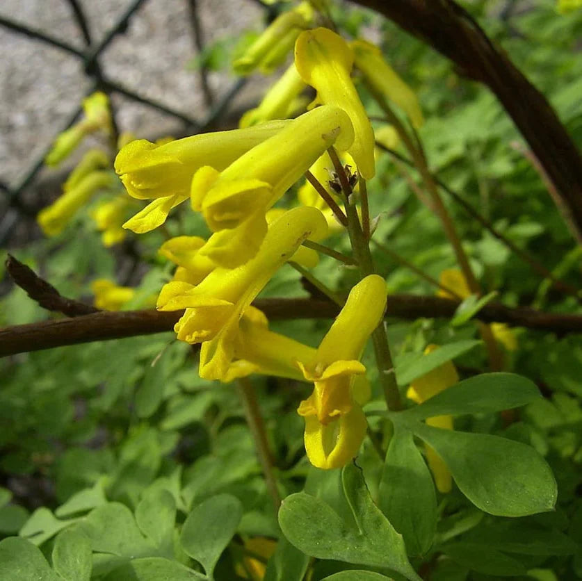 Yellow Corydalis flower seeds