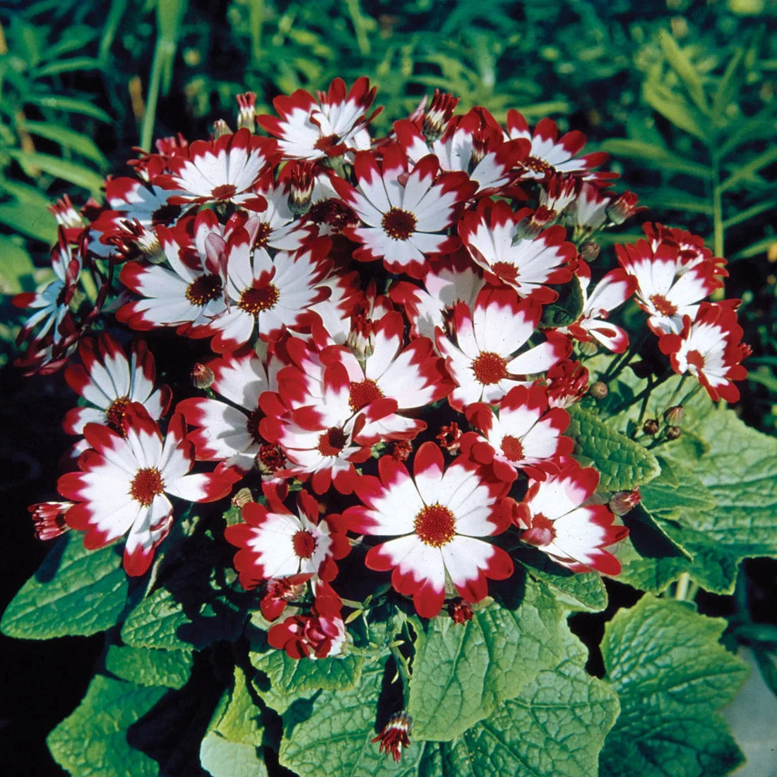 Cineraria flower seeds