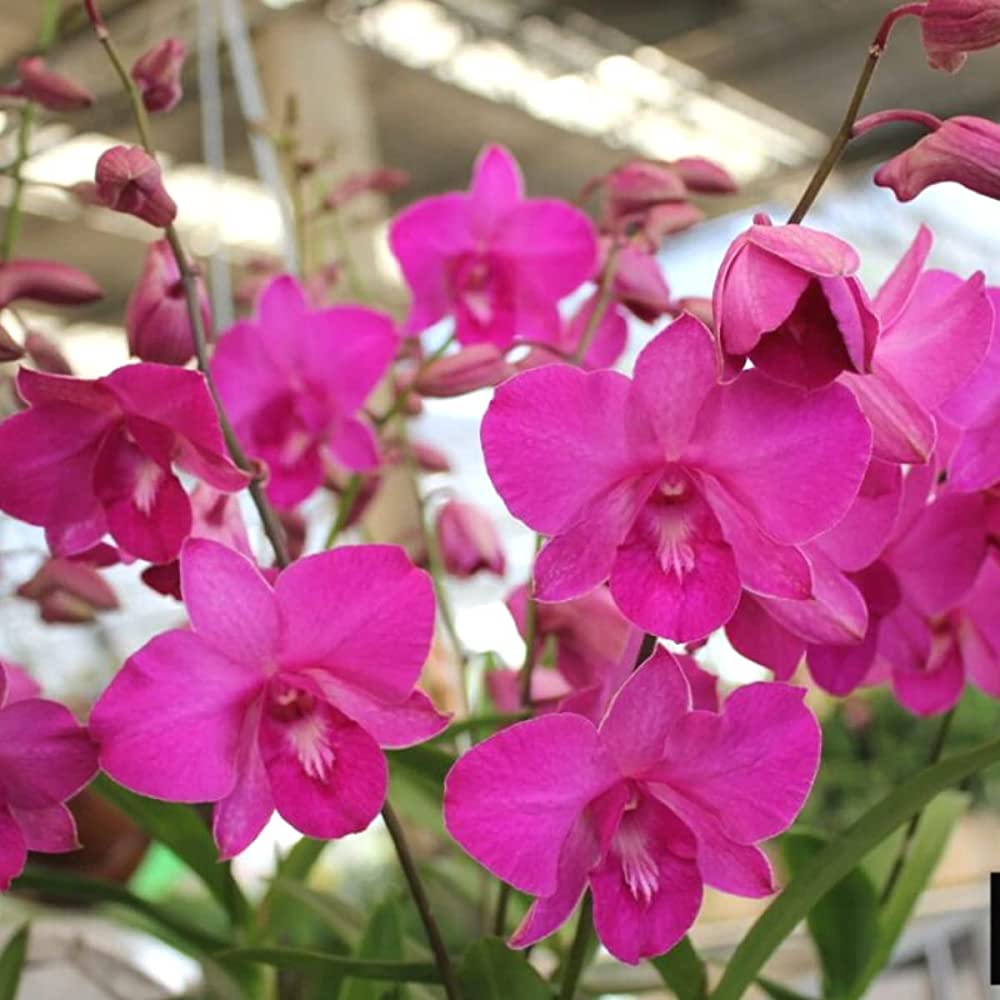 Pink Dendrobium flower seeds