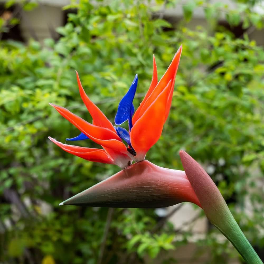 Strelitzia flower seeds