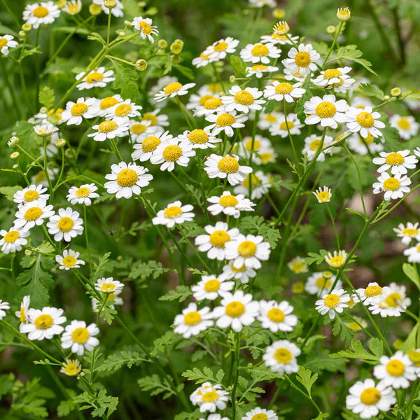Feverfew flower seeds