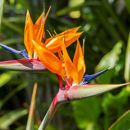 Paradise flower seeds