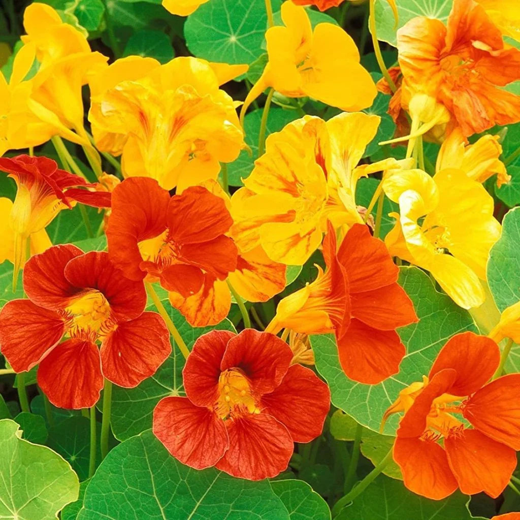Nasturtium flower seeds