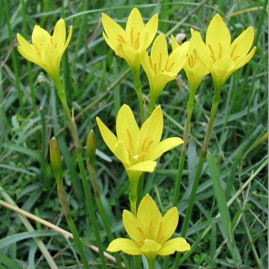 Yellow Zephyranthes flower seeds