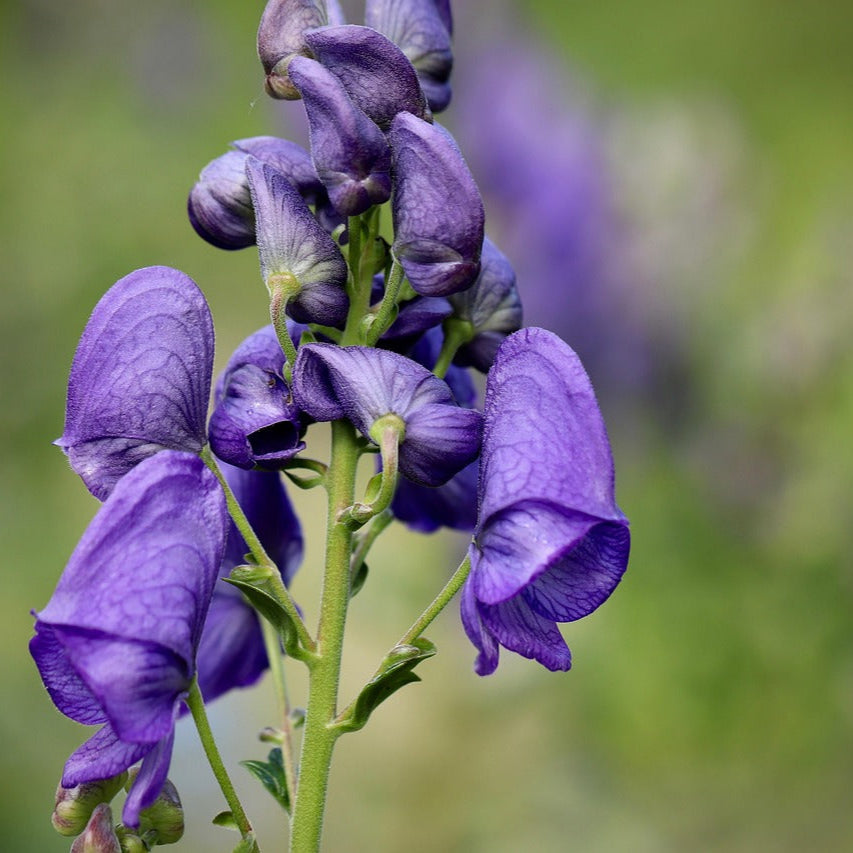 Blue Aconitum flower seeds