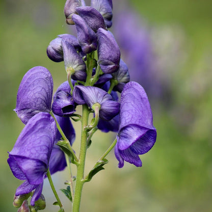 Blue Aconitum flower seeds