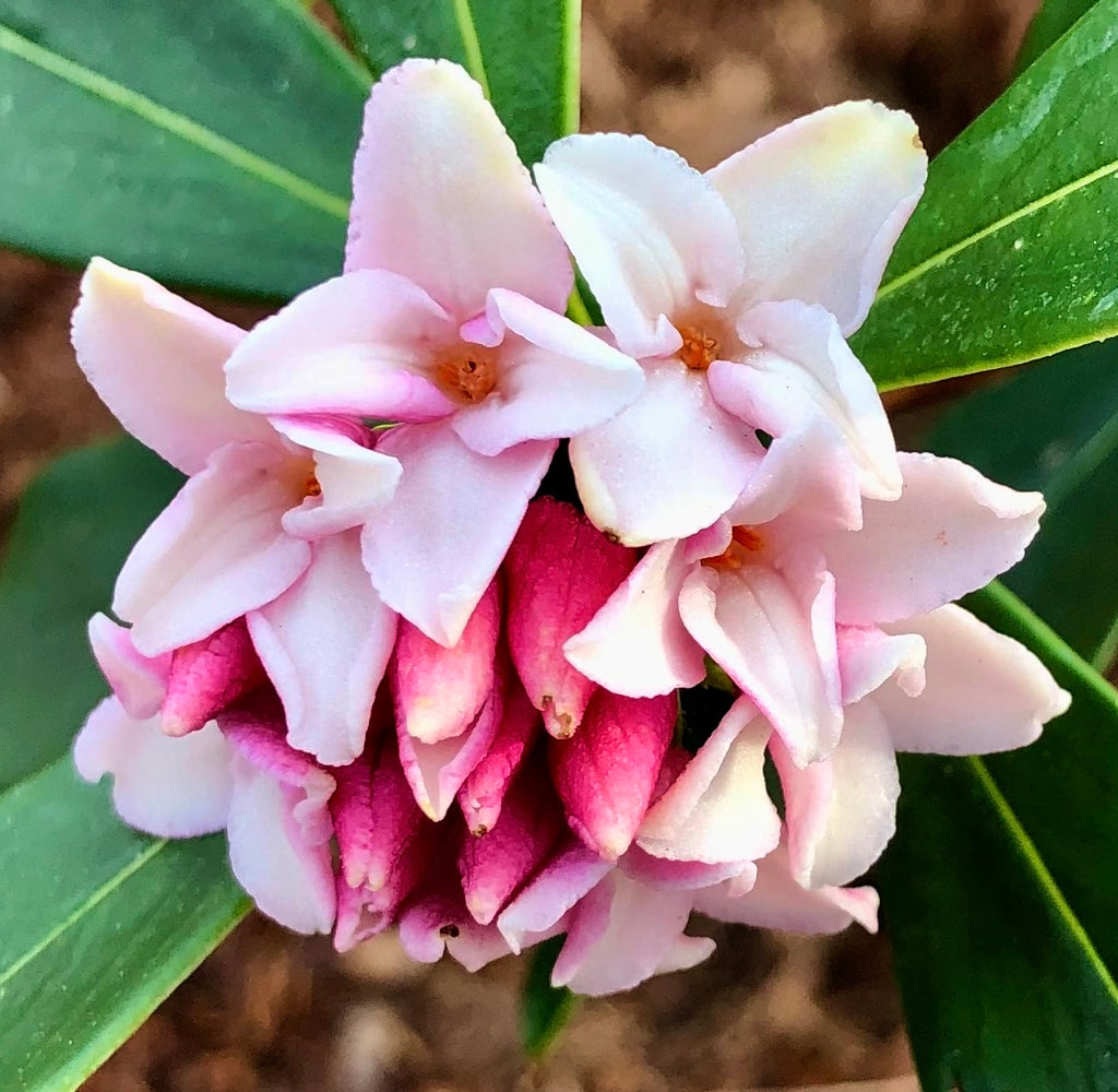 Daphne flower seeds