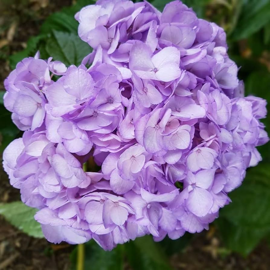 Violet Hydrangea flower seeds