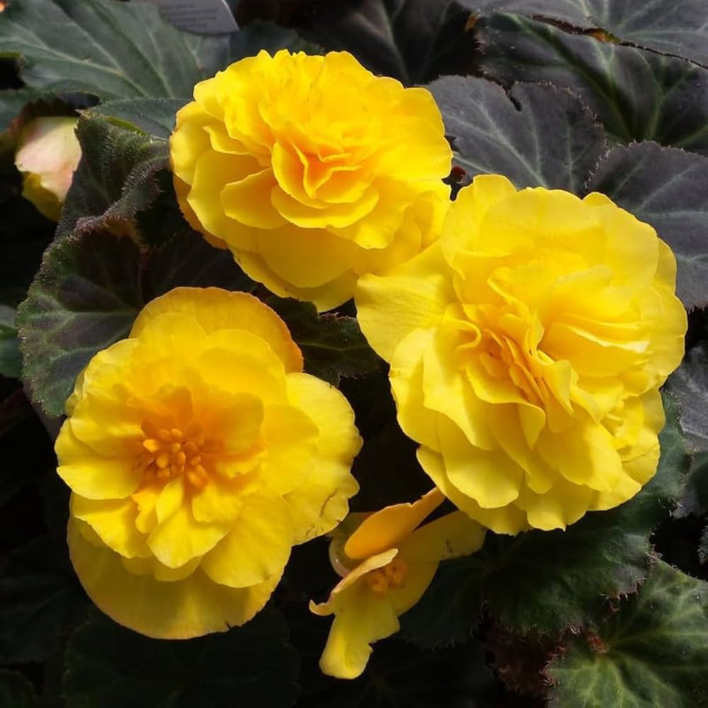 Yellow Mocca flower seeds