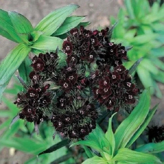 Black Sweet flower seeds