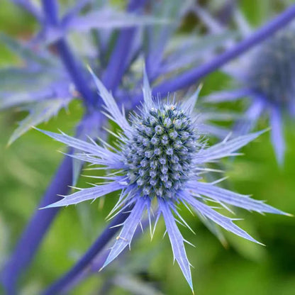 Blue Eryngium flower seeds