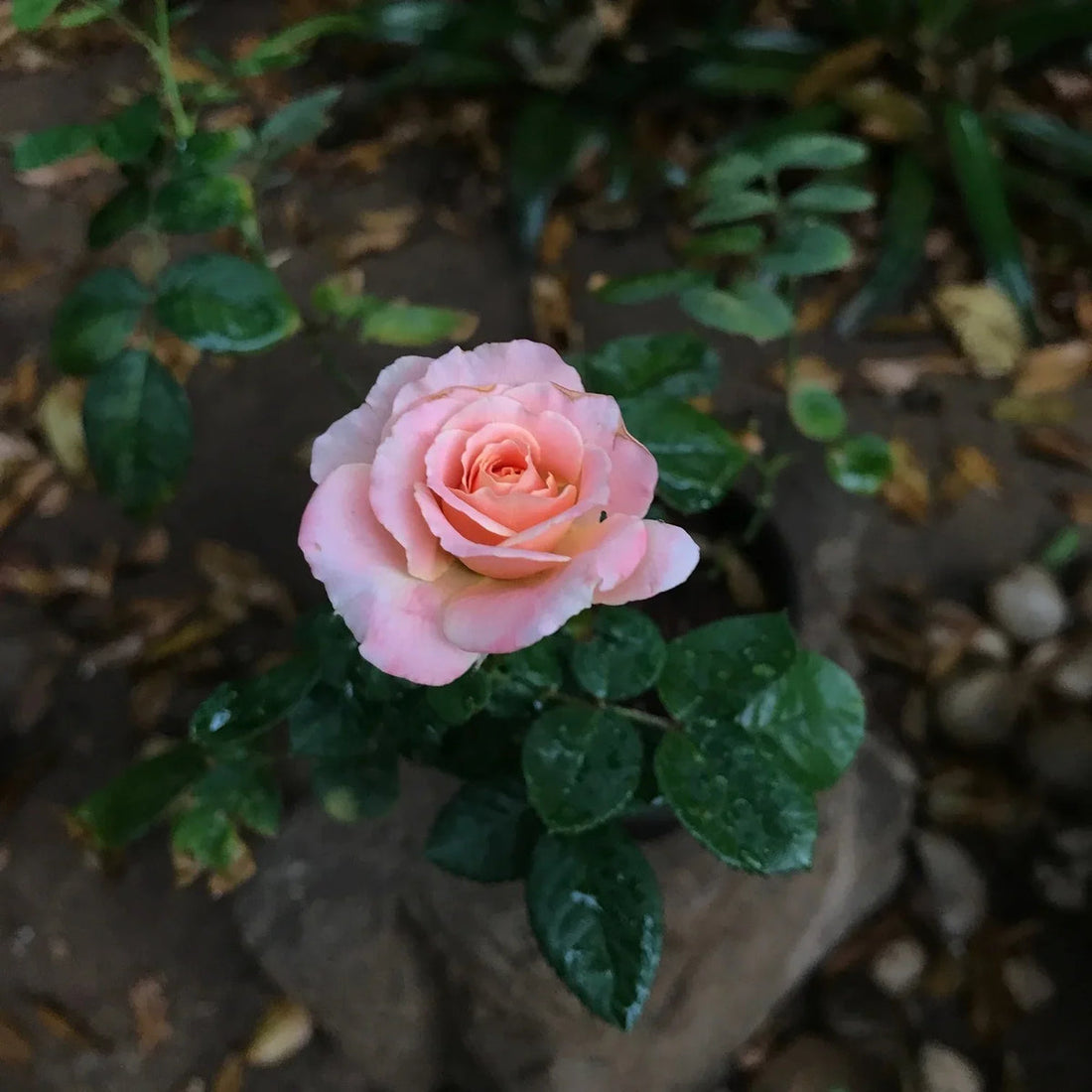 Miniature Rose flower seeds