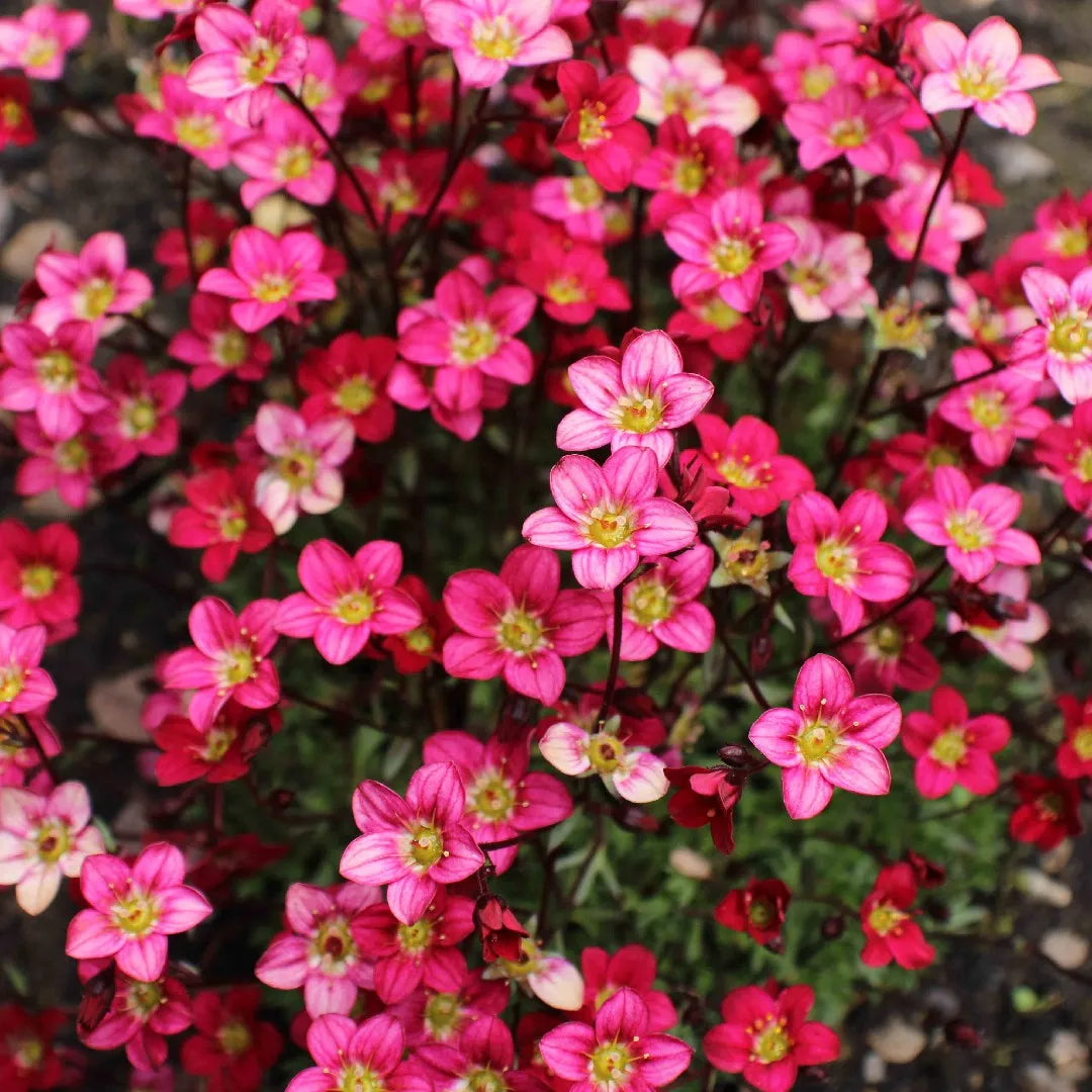 Pink Saxifraga flower seeds