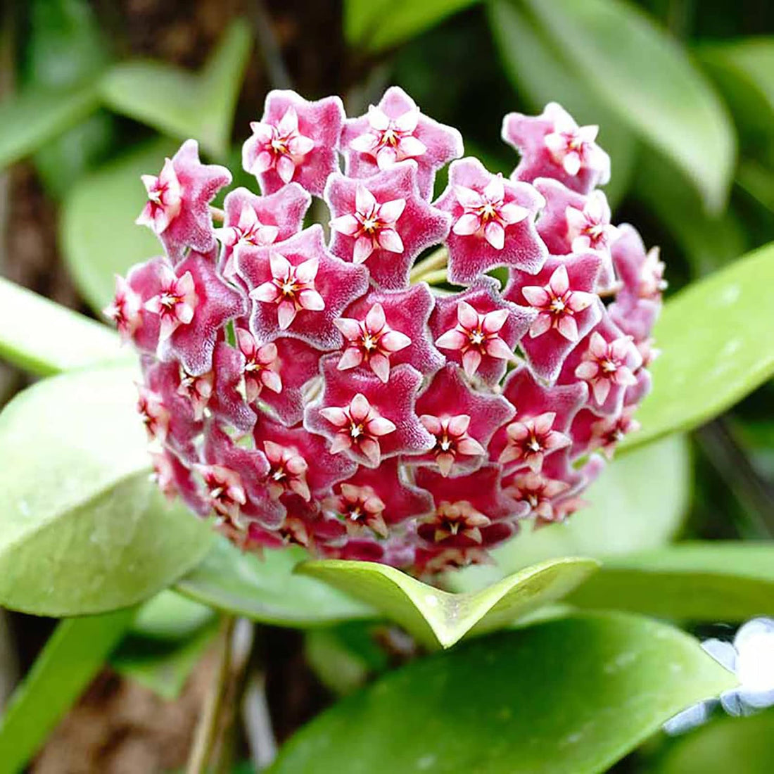 Wax flower seeds
