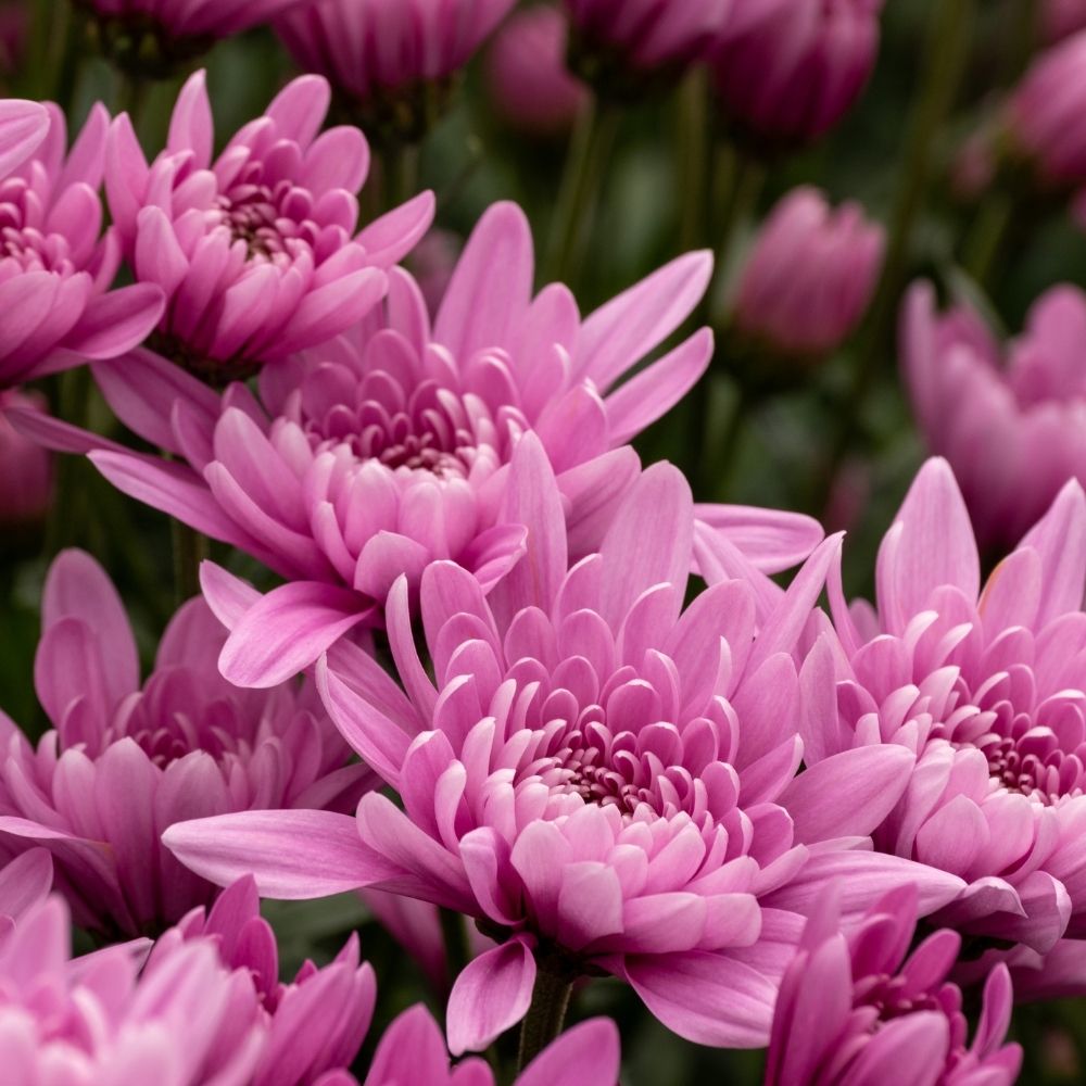 Light Pink flower seeds