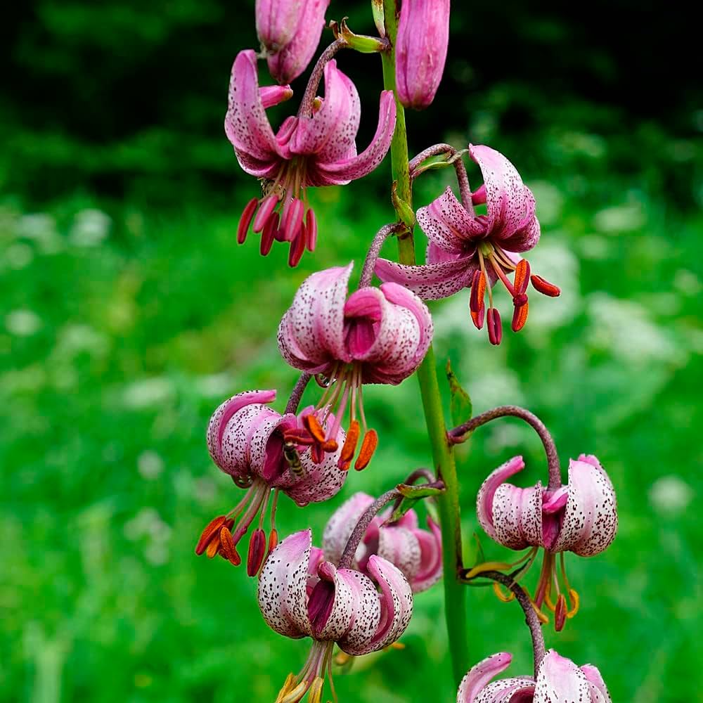 Lilium Martagon flower seeds