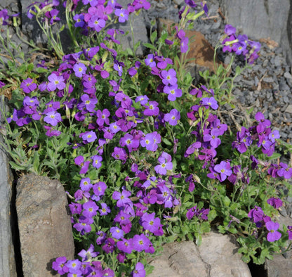 Aubrieta flower seeds