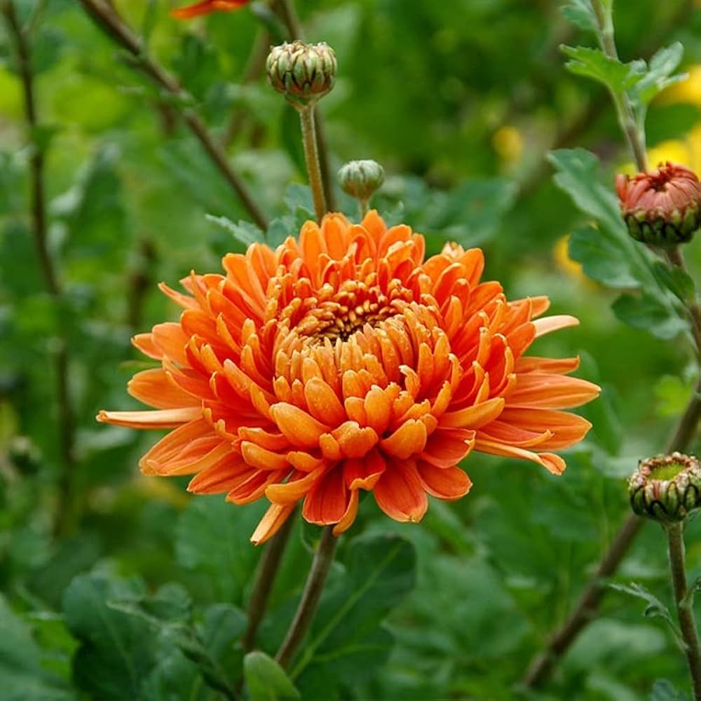 Orange Chrysanthemum flower seeds