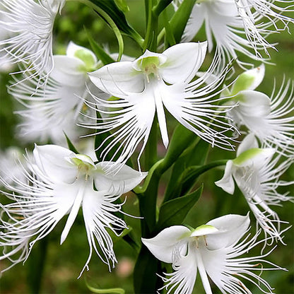 White Radiata flower seeds