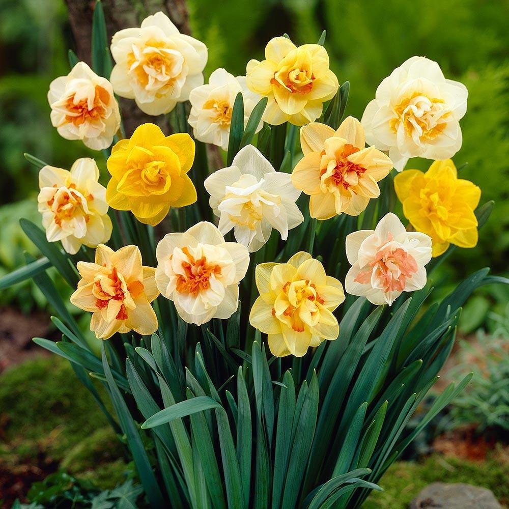 Daffodil Narcissus flower seeds