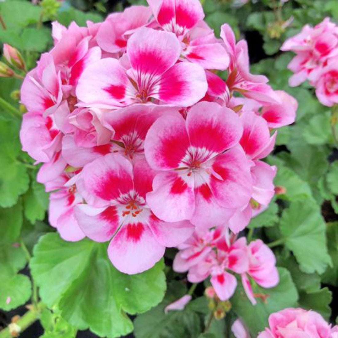 Geranium Pelargonium flower seeds