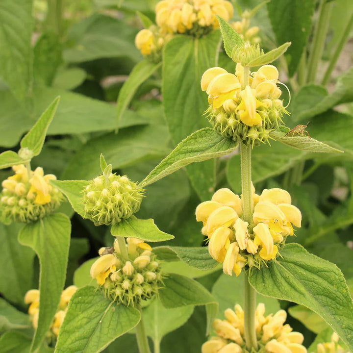 Jerusalem Sage flower seeds