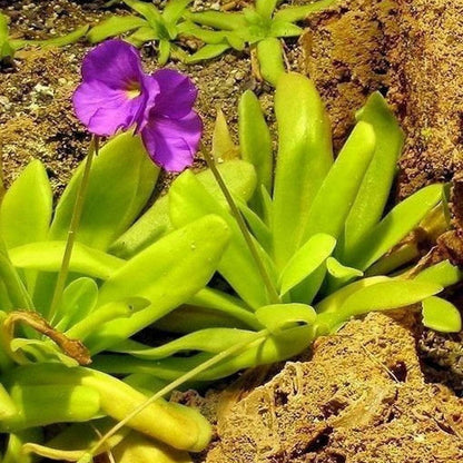 Pinguicula Moctezumae flower seeds