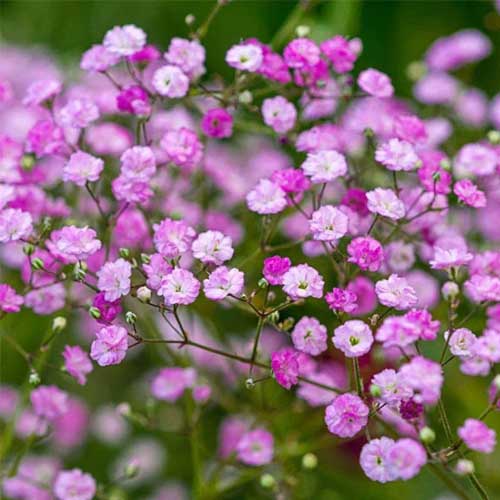 Pink Gypsophila flower seeds