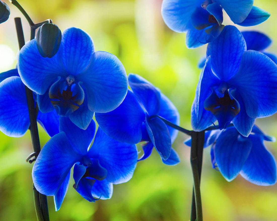 Deep Blue flower seeds