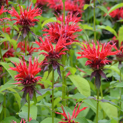 Monarda Flower Seeds for Planting – Heirloom Bee Balm Seeds