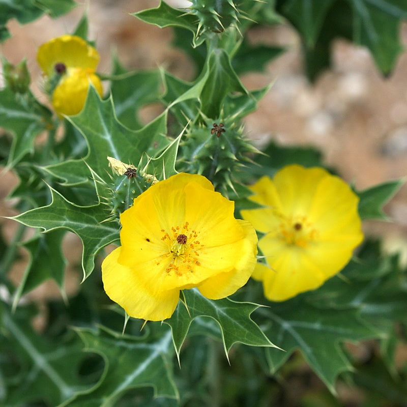 Prickly flower seeds