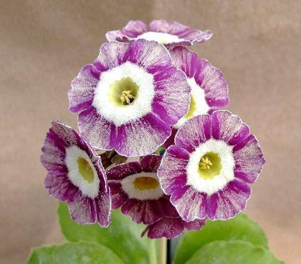 Violet Primula flower seeds