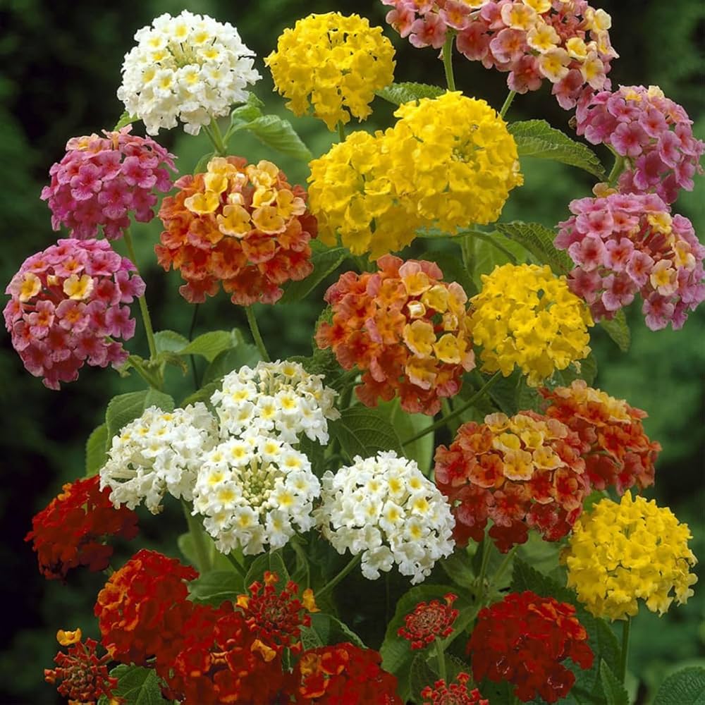 Lantana flower seeds