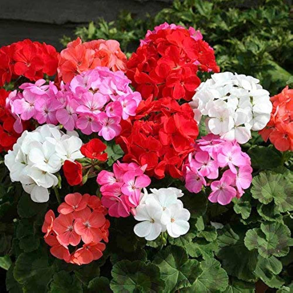 Geranium flower seeds