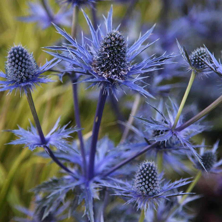 Blue Eryngium flower seeds