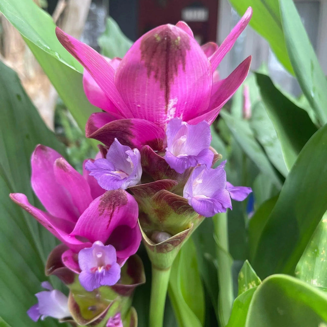 Purple Curcuma flower seeds