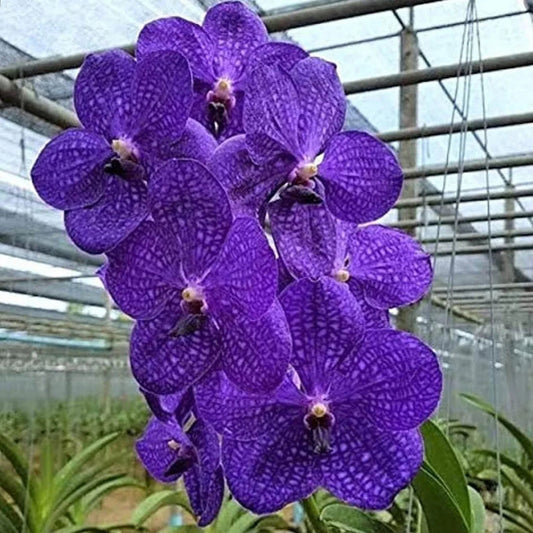 Violet Vanda flower seeds