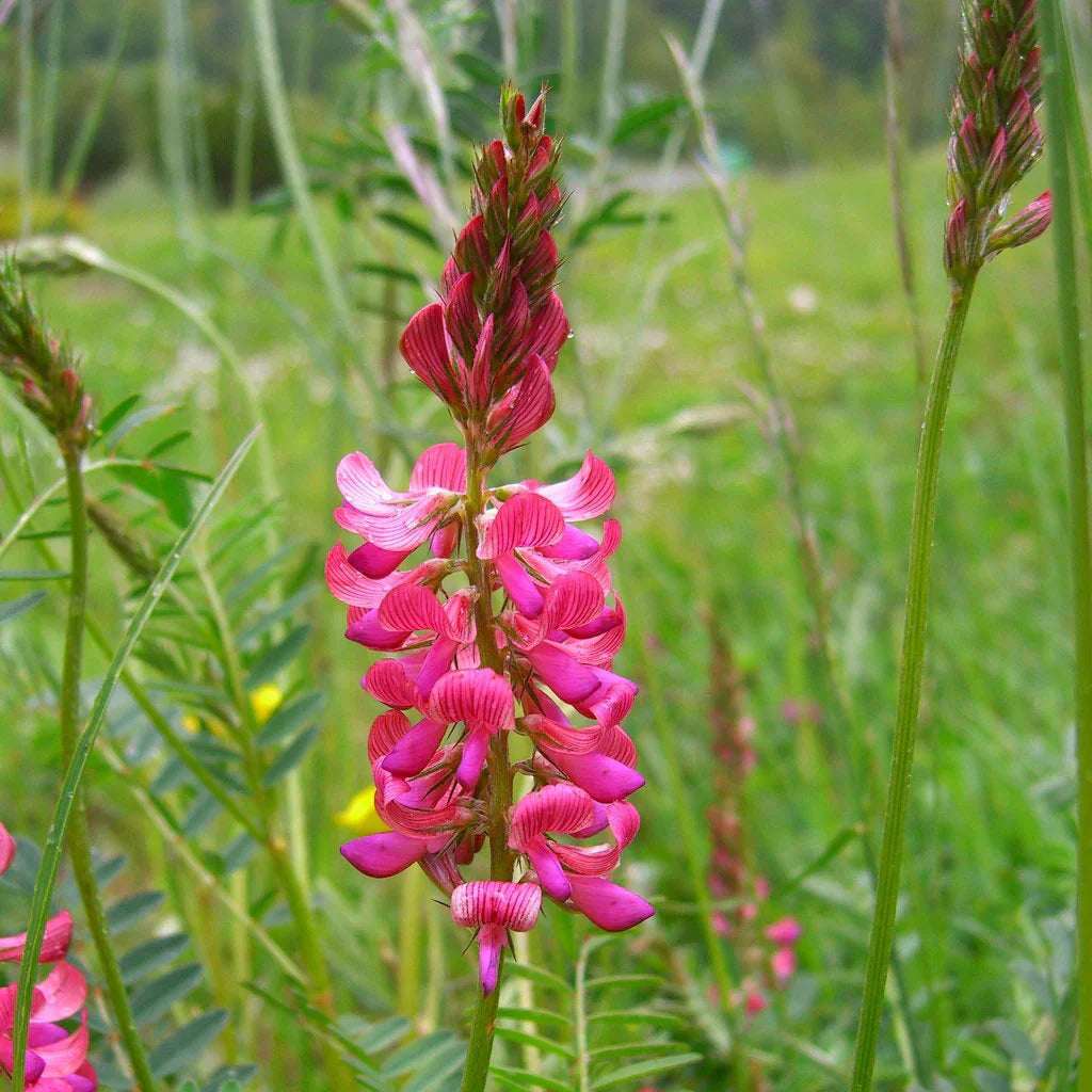 Sainfoin flower seeds