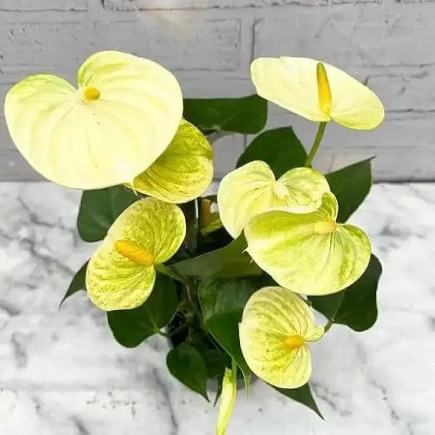 Light Yellow flower seeds