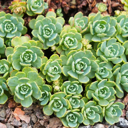 Graines de sedum Green Cliff pour la plantation – Graines de jardin Sedum
