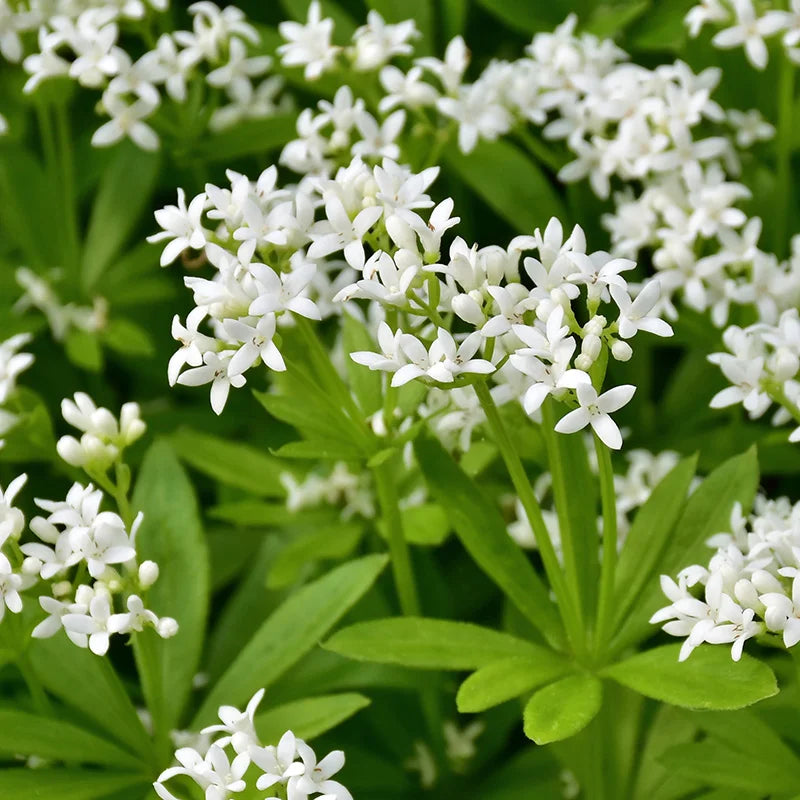Woodruff flower seeds